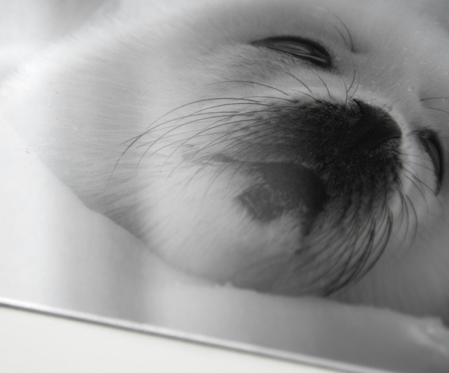 Allure Fine Art Metalwith Quartzfilmlaminate Web